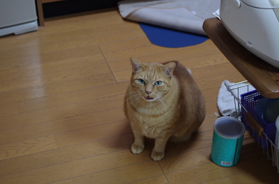 20110118-IMGP3016.jpg