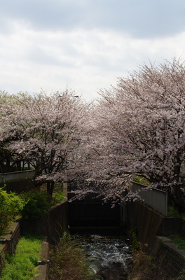 20110410-IMGP8777.jpg